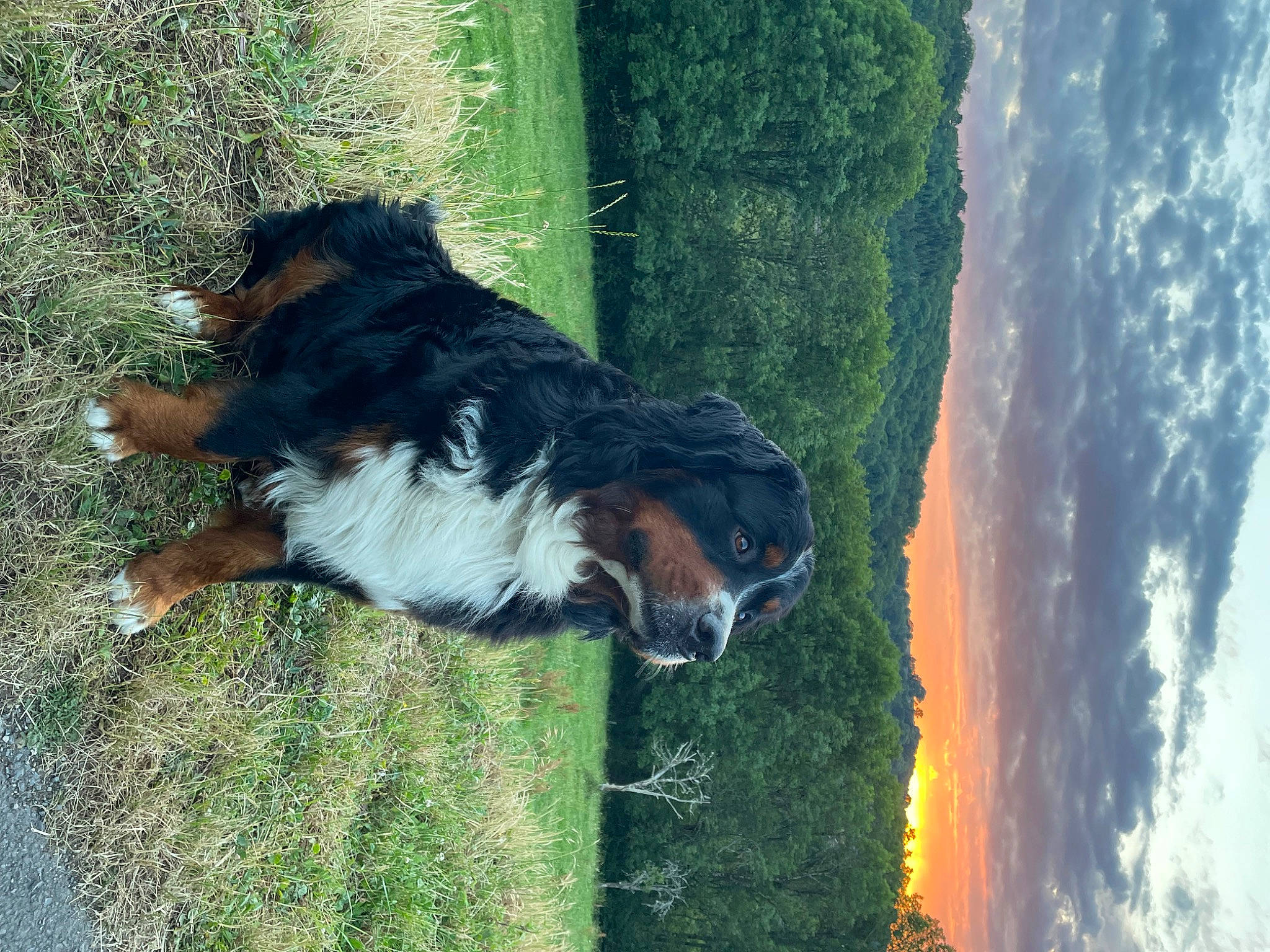 Rayban Du Haras La Vergne a rejoint le concours — aidez-le/la à gagner de superbes lots ! art, bernese_mountain_dog, canidae, carnivore, cloud, companion_dog, dog, dog_breed, fawn, fur, grass, livestock, plant, sky, snout, sporting_group, tail, tree, trunk, wood