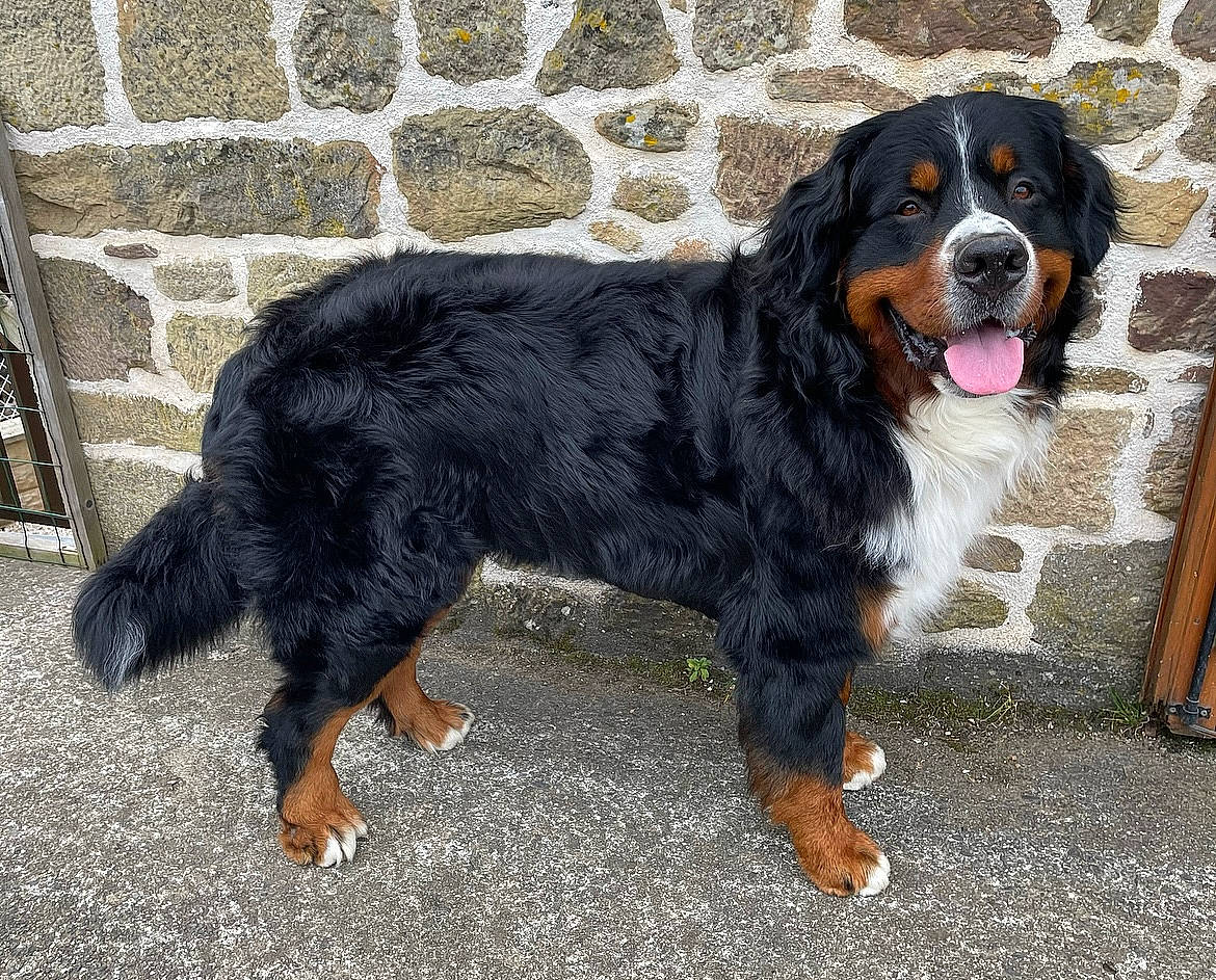 Rayban Du Haras La Vergne a rejoint le concours — aidez-le/la à gagner de superbes lots ! automotive_tire, bernese_mountain_dog, canidae, carnivore, companion_dog, dog, dog_breed, fur, mortar, snout, sporting_group, tail, terrestrial_animal, working_dog