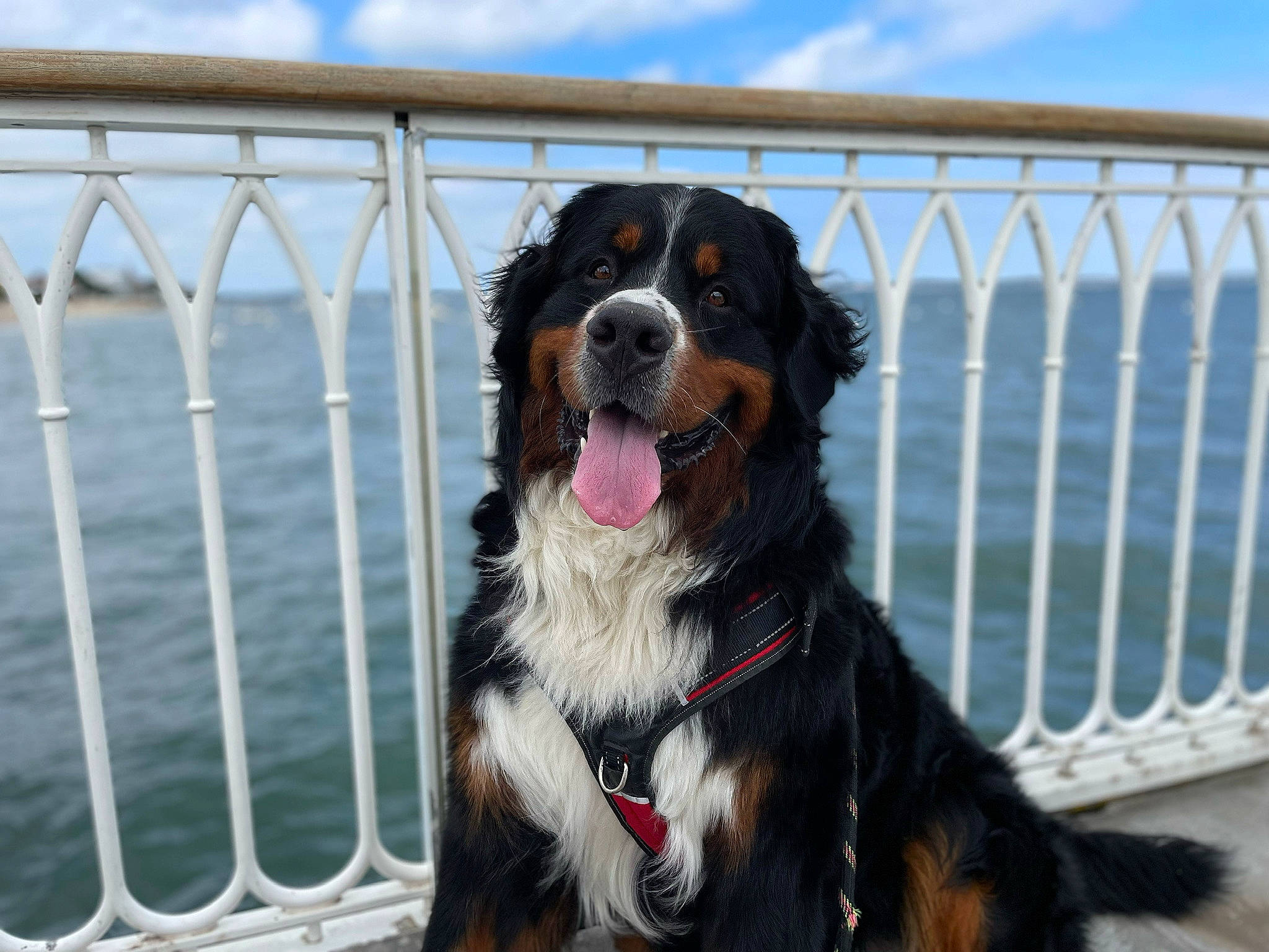 Rayban Du Haras La Vergne a rejoint le concours — aidez-le/la à gagner de superbes lots ! carnivore, cloud, collar, companion_dog, dog, dog_breed, dog_collar, dog_supply, fence, fur, guard_dog, happy, herding_dog, lake, leash, pet_supply, sky, snout, sporting_group, water