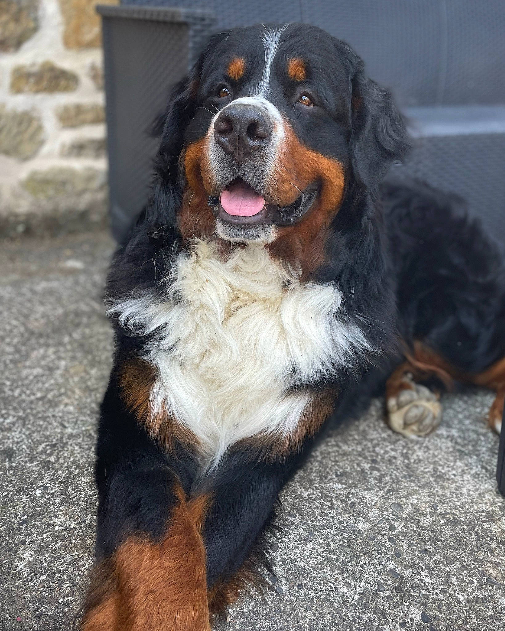 Rayban Du Haras La Vergne a rejoint le concours — aidez-le/la à gagner de superbes lots ! bernese_mountain_dog, canidae, carnivore, companion_dog, dog, dog_breed, door, fur, smile, snout, sporting_group, terrestrial_animal, whiskers, working_dog