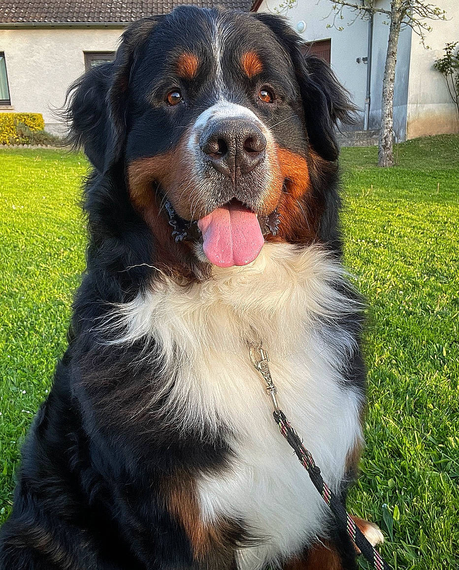 Rayban Du Haras La Vergne participe au concours pour gagner de l'argent avec cette photo : bernese_mountain_dog, canidae, carnivore, collar, companion_dog, dog, dog_breed, door, fur, giant_dog_breed, grass, guard_dog, plant, snout, sporting_group, terrestrial_animal, whiskers, window, working_animal, working_dog