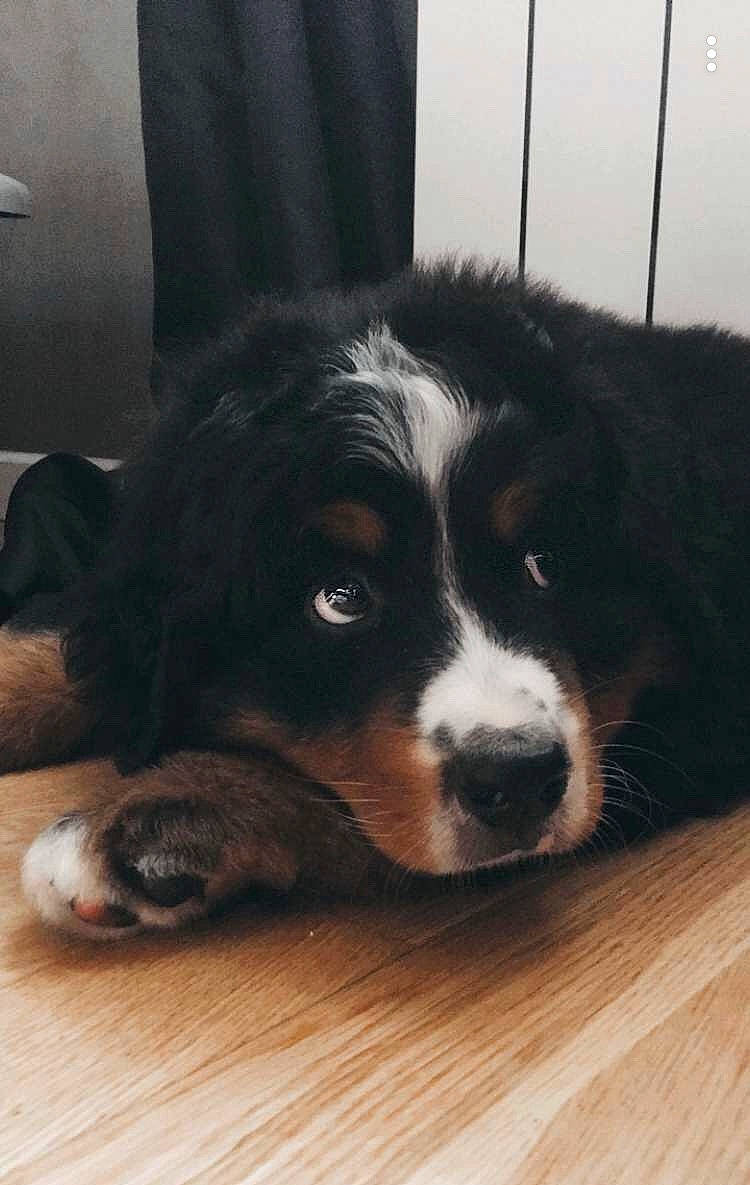 Rayban a rejoint le concours — aidez-le/la à gagner de superbes lots ! appenzeller_sennenhund, australian_collie, australian_shepherd, bernese_mountain_dog, border_collie, canidae, carnivore, companion_dog, dog, dog_breed, english_shepherd, herding_dog, mammal, nose, puppy, snout, sporting_group, vertebrate, welsh_sheepdog, working_dog