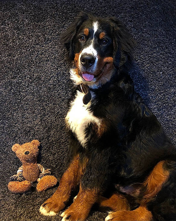 Rayban a rejoint le concours — aidez-le/la à gagner de superbes lots ! appenzeller_sennenhund, bernese_mountain_dog, canidae, carnivore, companion_dog, dog, dog_breed, english_shepherd, entlebucher_mountain_dog, giant_dog_breed, greater_swiss_mountain_dog, mammal, rare_breed_dog, snout, sporting_group, vertebrate, working_dog