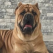 Zeus is registered to the contest to win money with this photo: dog, large_dog, brown_dog, pet, indoor, resting, lying_down, tongue_out, stone_wall, wall_texture, raised_bed, floor_tiles, animal, canine, companion, relaxed, close_up, portrait, paw, house