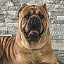 dog, large_dog, brown_dog, pet, indoor, resting, lying_down, tongue_out, stone_wall, wall_texture, raised_bed, floor_tiles, animal, canine, companion, relaxed, close_up, portrait, paw, house