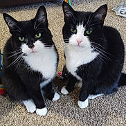 Coco And Chanel is registered to the contest to win money with this photo: cat, tuxedo_cat, black_and_white, green_eyes, pets, indoor, carpet, sitting, feline, animal, whiskers, cute, pair, domestic_cat, looking, fur, ears, front_paws, two_animals, companions