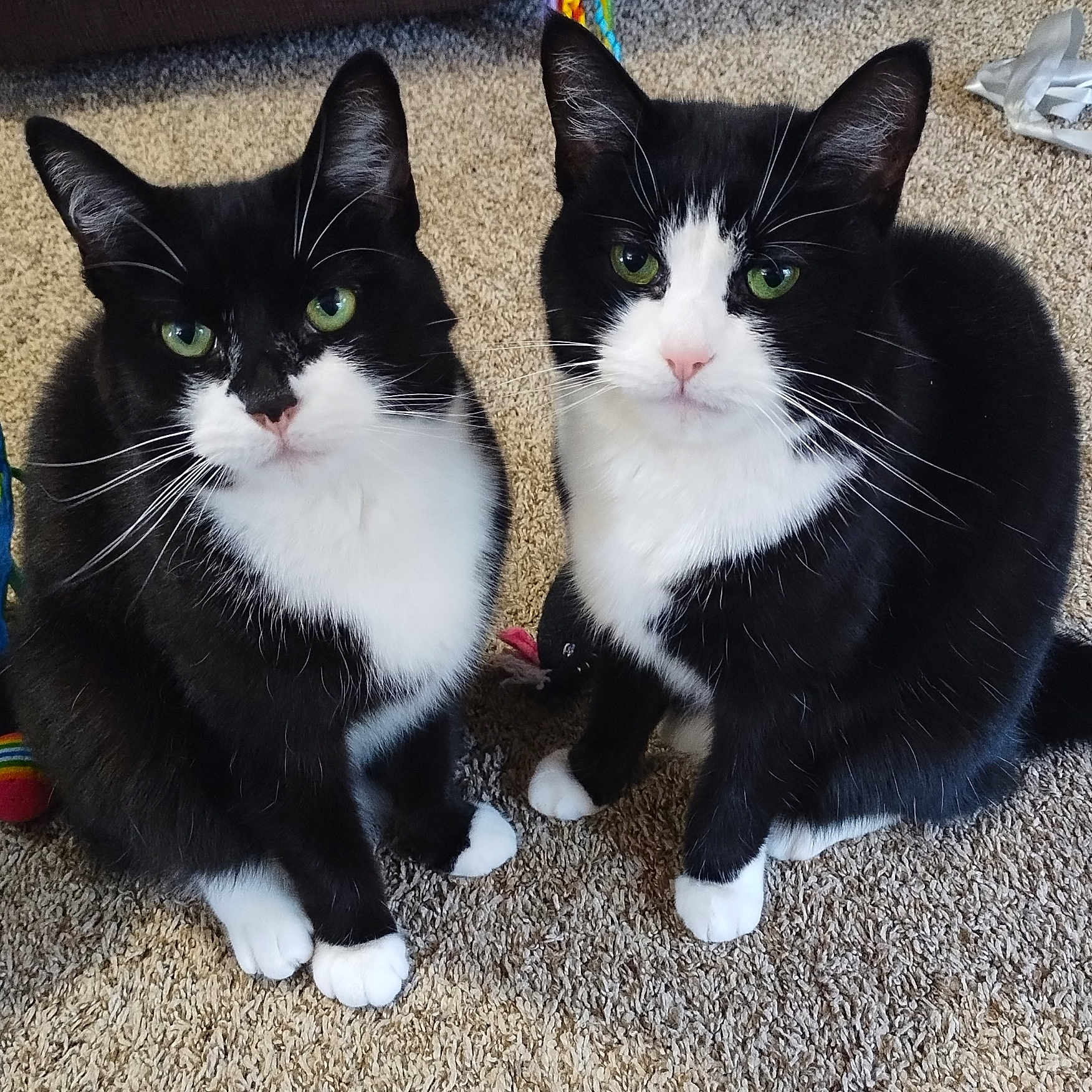 Coco And Chanel