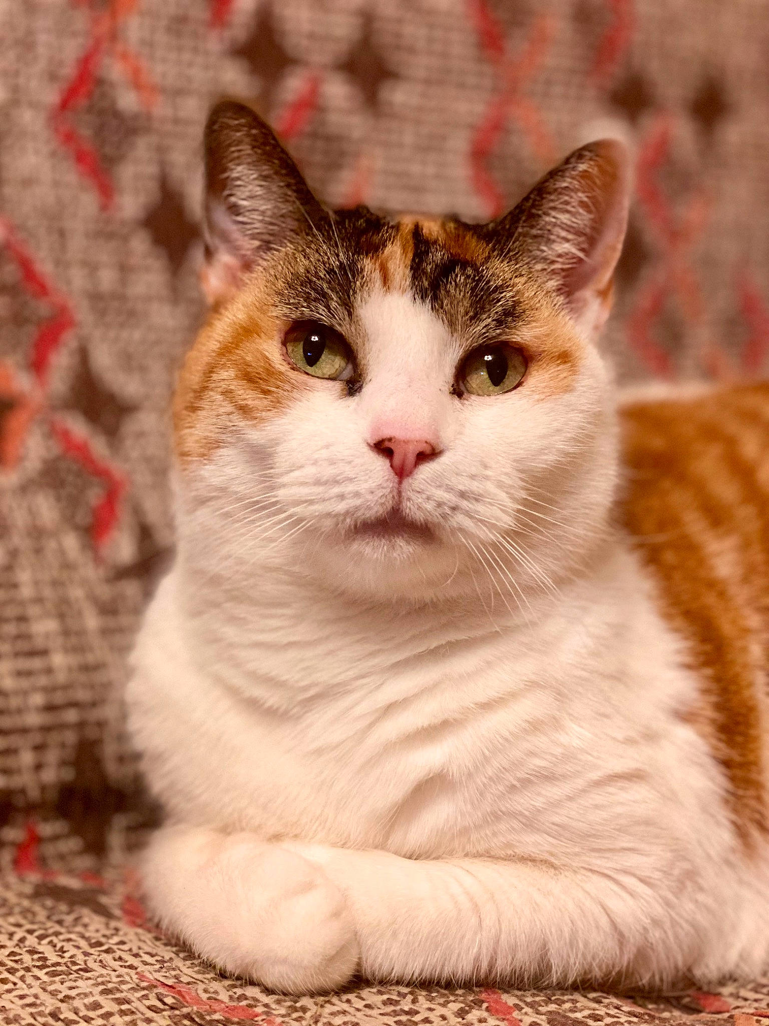 Fifi a rejoint le concours — aidez-le/la à gagner de superbes lots ! art, carnivore, cat, domestic_short_haired_cat, fawn, felidae, fur, paw, small_to_medium_sized_cats, snout, terrestrial_animal, whiskers, wildlife, window