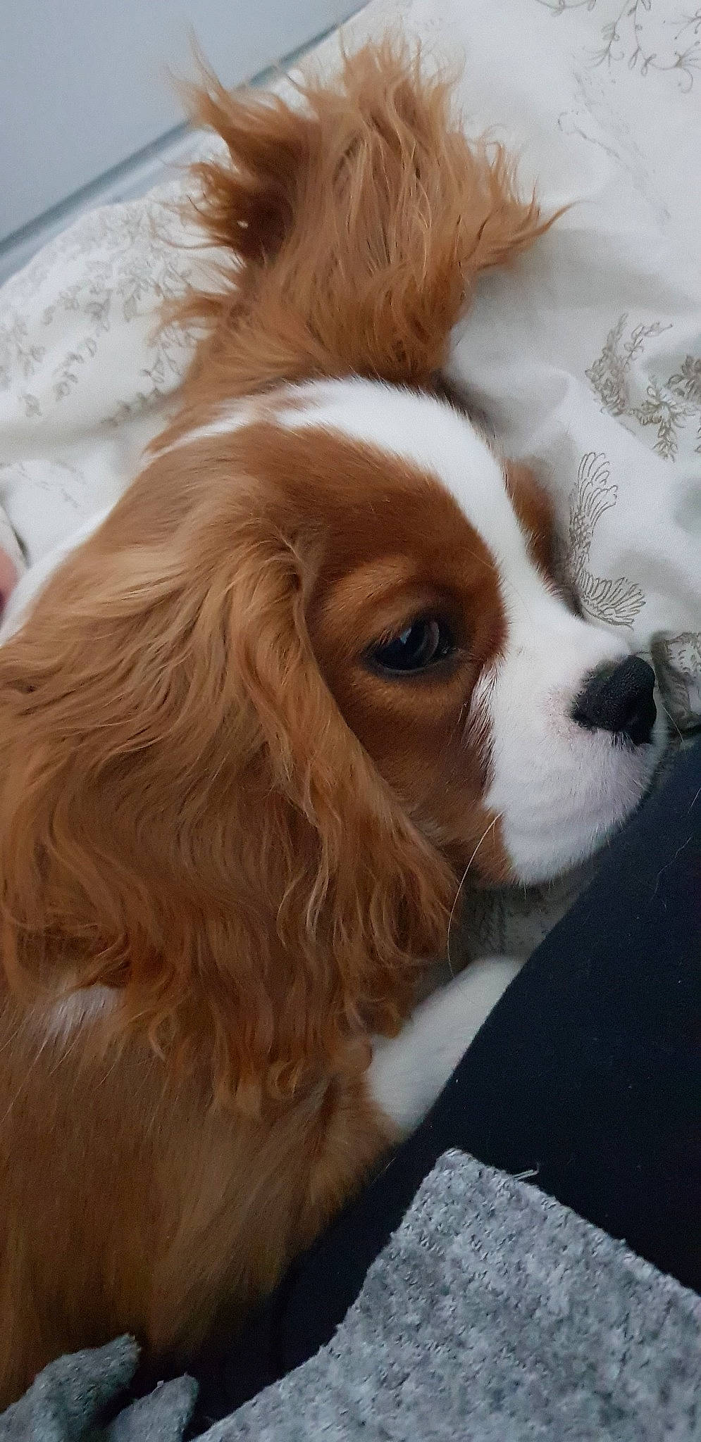 Prince a rejoint le concours — aidez-le/la à gagner de superbes lots ! canidae, carnivore, cavalier, cavalier_king_charles_spaniel, companion_dog, dog, dog_breed, fawn, king_charles_spaniel, kooikerhondje, mammal, phalene, rare_breed_dog, russian_spaniel, snout, spaniel, sporting_group, toy_dog, vertebrate, welsh_springer_spaniel