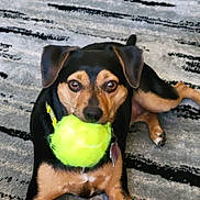 Daisy joined the competition — help win amazing prizes! dog, tennis_ball, pet, animal, indoor, carpet, playful, brown, black, ears, paws, fur, collar, toy, looking, cute, resting, floor, alert, domestic_animal
