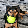 dog, tennis_ball, pet, animal, indoor, carpet, playful, brown, black, ears, paws, fur, collar, toy, looking, cute, resting, floor, alert, domestic_animal