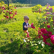 Timéo a rejoint le concours — aidez-le/la à gagner de superbes lots ! toddler, child, rose_bush, flowers, greenery, grass, outdoor, sunlight, nature, exploration, curious, summer, daylight, garden, young_child, plants, shoes, shorts, blue_shirt, leisure