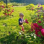 toddler, child, rose_bush, flowers, greenery, grass, outdoor, sunlight, nature, exploration, curious, summer, daylight, garden, young_child, plants, shoes, shorts, blue_shirt, leisure