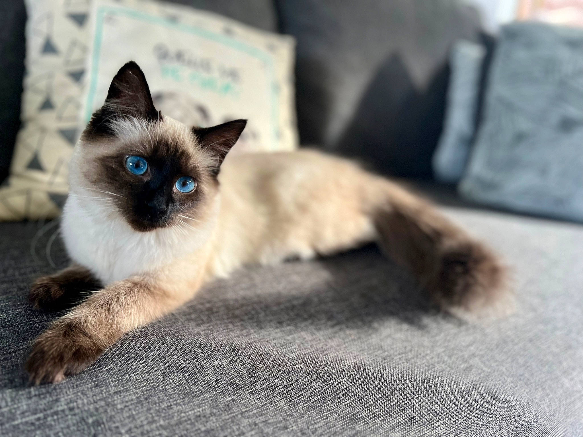 Molly a rejoint le concours — aidez-le/la à gagner de superbes lots ! birman, carnivore, cat, electric_blue, eye, fawn, felidae, fur, iris, siamese, small_to_medium_sized_cats, snout, tail, whiskers