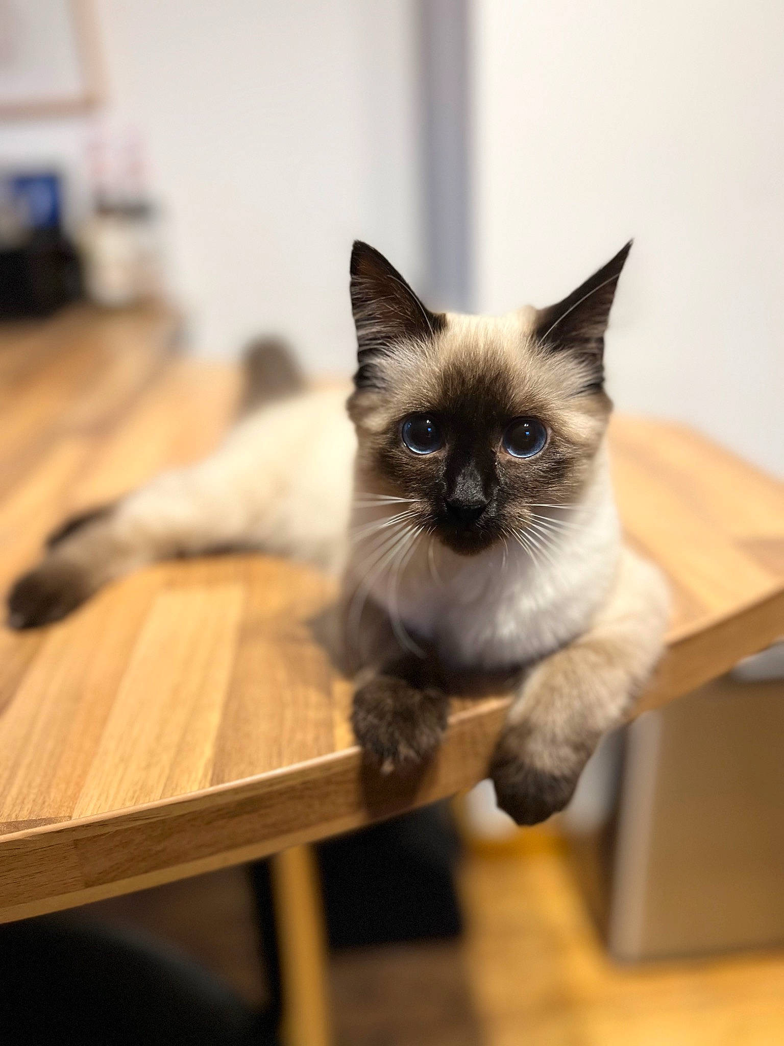 Molly participe au concours pour gagner de l'argent avec cette photo : birman, carnivore, cat, desk, fawn, felidae, flooring, fur, hardwood, lumber, plank, shipping_box, siamese, small_to_medium_sized_cats, snout, table, thai, whiskers, wood, wood_stain