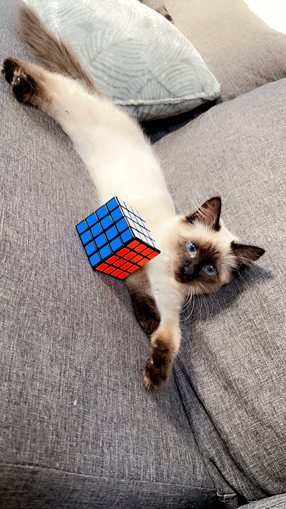 Molly participe au concours pour gagner de l'argent avec cette photo : birman, carnivore, cat, companion_dog, eyewear, fashion_accessory, fawn, felidae, flooring, fur, pattern, plaid, siamese, sitting, small_to_medium_sized_cats, tail, thai, whiskers, wrist