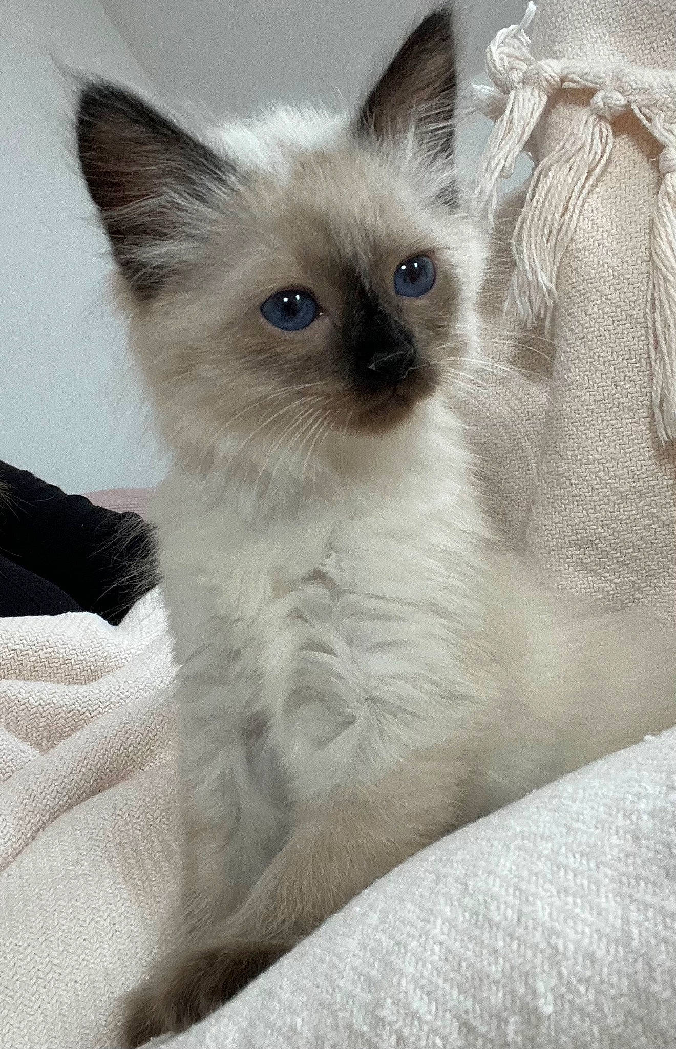 Molly participe au concours pour gagner de l'argent avec cette photo : balinese, birman, carnivore, cat, comfort, fawn, felidae, fur, iris, ragdoll, siamese, small_to_medium_sized_cats, snout, tail, terrestrial_animal, thai, tonkinese, whiskers