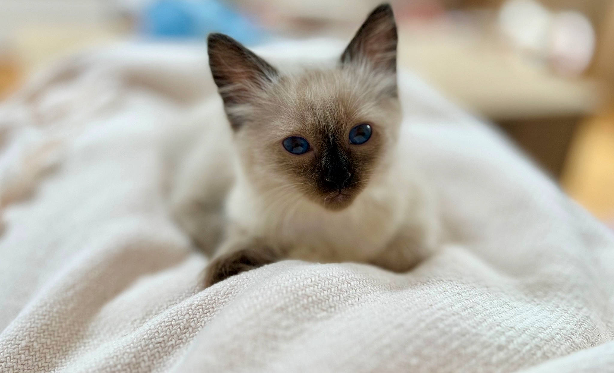 Molly participe au concours pour gagner de l'argent avec cette photo : balinese, carnivore, cat, close_up, eye, fawn, felidae, fur, iris, siamese, small_to_medium_sized_cats, snout, terrestrial_animal, thai, whiskers