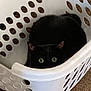 black_cat, cat, laundry_basket, pet, animal, indoor, curious, green_eyes, hidden, peeking, feline, carpet, cute, domestic_cat, resting, playful, white_basket, hiding, cozy, close_up