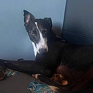 Bandit is registered to the contest to win money with this photo: dog, black_and_white, bed, cartoon_print, sheet, wall, chair, indoors, resting, canine, pet, animal, fur, sleepy, expression, looking_back, paw, snout, ear, relaxed