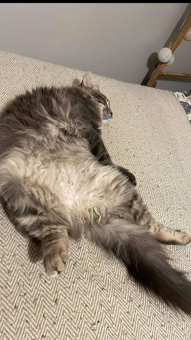 Mando a rejoint le concours — aidez-le/la à gagner de superbes lots ! canidae, carnivore, cat, claw, comfort, companion_dog, dog_breed, felidae, flooring, fur, metal, nap, paw, small_to_medium_sized_cats, snout, sporting_group, tail, terrestrial_animal, whiskers