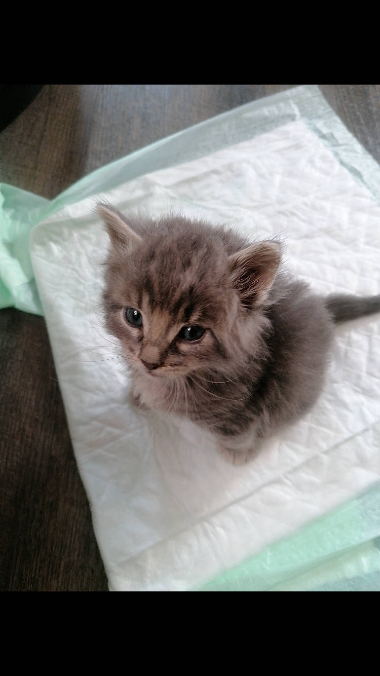 Mando a rejoint le concours — aidez-le/la à gagner de superbes lots ! box, british_longhair, carnivore, cat, claw, comfort, domestic_short_haired_cat, fawn, felidae, fur, grey, paw, small_to_medium_sized_cats, snout, tail, terrestrial_animal, whiskers