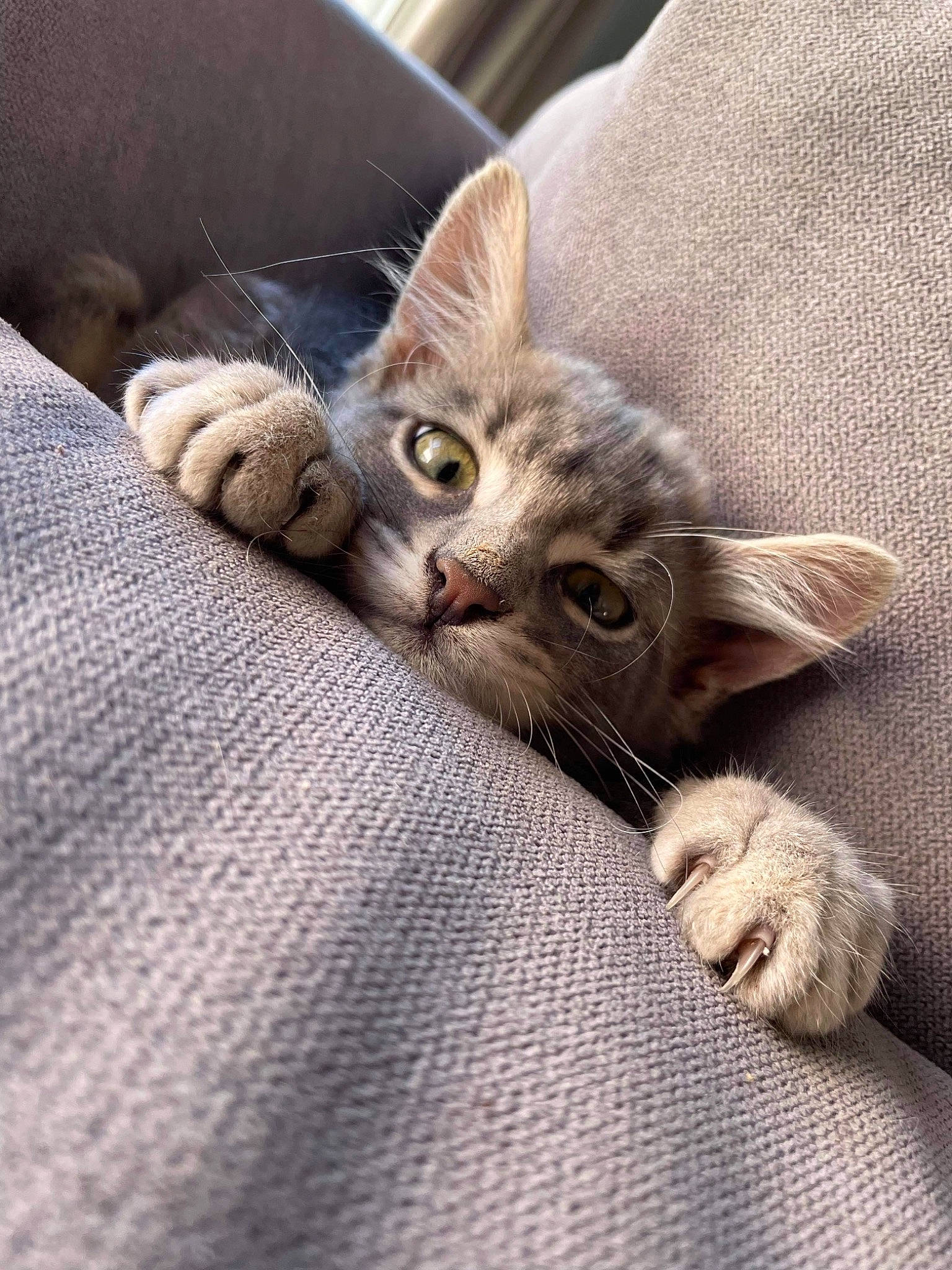 Mando participe au concours pour gagner de l'argent avec cette photo : carnivore, cat, claw, comfort, domestic_short_haired_cat, ear, fawn, felidae, fur, grey, nail, nap, paw, small_to_medium_sized_cats, snout, tail, textile, whiskers, wood, woven_fabric