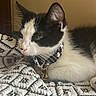 Moo is registered to the contest to win money with this photo: black_and_white, blanket, cat, closeup, collar, cozy, cute, domestic_animal, ears, feline, fur, indoor, kitten, lying_down, patterned, pet, resting, whiskers, window, young_cat