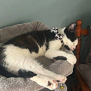 Moo is registered to the contest to win money with this photo: animal, black_and_white, bow, cat, collar, cozy, cute, domestic_animal, feline, furniture, home, indoor, paw, pet_bed, plush, quiet, relaxed, resting, sleeping, soft
