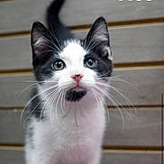 Moo joined the competition — help win amazing prizes! kitten, cat, black_and_white, whiskers, close_up, curious, pet, animal, young, feline, indoor, portrait, wooden_background, cute, small, domestic_animal, fur, eyes, face, playful