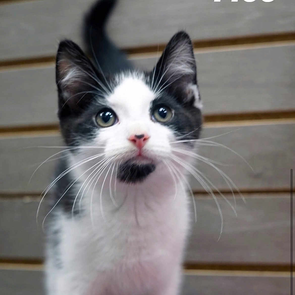 Moo joined the competition — help win amazing prizes! kitten, cat, black_and_white, whiskers, close_up, curious, pet, animal, young, feline, indoor, portrait, wooden_background, cute, small, domestic_animal, fur, eyes, face, playful