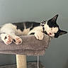 Moo is registered to the contest to win money with this photo: animal, bell, black_and_white, calm, cat, cat_tree, collar, cute, feline, fur, indoor, kitten, paw, pet, pink_paw_pads, plush, relaxed, resting, sleeping, toy