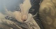 Moo is registered to the contest to win money with this photo: animal, black_and_white, blanket, cat, close_up, cozy, curious, cute, eyes, fur, home, indoor, kitten, patterned, pet, resting, soft, sunlight, warm_light, whiskers
