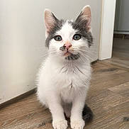 Nonni participe au concours pour gagner de l'argent avec cette photo : kitten, cat, animal, pet, white, gray, fur, floor, wooden_floor, indoor, cute, small, young, sitting, curious, whiskers, ears, face, eyes, domestic