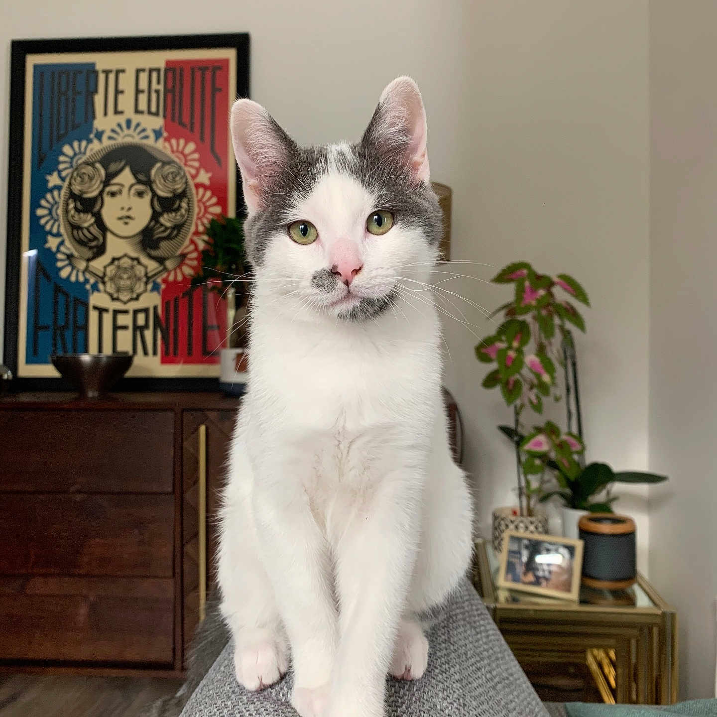 Nonni participe au concours pour gagner de l'argent avec cette photo : cat, closeup, couch, cozy, curious, decor, domestic_cat, furniture, gray_cat, green_eyes, houseplant, indoor, living_room, pet, picture_frame, portrait, poster, sitting, white_cat, wooden_furniture