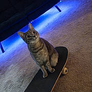 Queenie joined the competition — help win amazing prizes! cat, tabby, skateboard, indoor, carpet, furniture, couch, led_lights, blue_light, pet, animal, curious, sitting, floor, home, cozy, cute, whiskers, ears, four_legs