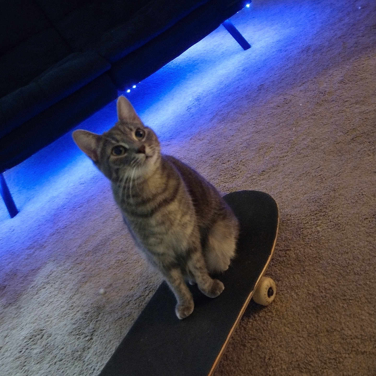 Queenie joined the competition — help win amazing prizes! cat, tabby, skateboard, indoor, carpet, furniture, couch, led_lights, blue_light, pet, animal, curious, sitting, floor, home, cozy, cute, whiskers, ears, four_legs