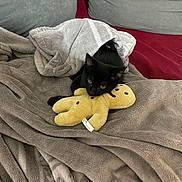 Gabby participe au concours pour gagner de l'argent avec cette photo : animal, bed, blackcat, blanket, canine, cat, couch, cushion, dog, furniture, homedecor, kitten, linen, pet, plush, puppy, quilt, teddybear, towel, toy