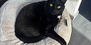 Gabby a rejoint le concours — aidez-le/la à gagner de superbes lots ! abyssinian, animal, blackcat, canine, cat, chair, dog, dogbed, furniture, homedecor, kitten, manx, pet