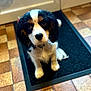 Balou participe au concours pour gagner de l'argent avec cette photo : dog, puppy, cavalier_king_charles_spaniel, pet, mat, doormat, tile_floor, indoor, close_up, eyes, black_and_white, sitting, collar, whiskers, portrait, cute, looking_up, floor, domestic, curtain