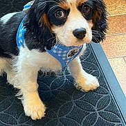 Balou participe au concours pour gagner de l'argent avec cette photo : dog, puppy, cavalier_king_charles, tricolor, pet, blue_harness, harness, close_up, portrait, big_eyes, whiskers, nose, paws, black_and_white_fur, brown_markings, indoor, floor_mat, tile_floor, cute, adorable