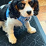 dog, puppy, cavalier_king_charles, tricolor, pet, blue_harness, harness, close_up, portrait, big_eyes, whiskers, nose, paws, black_and_white_fur, brown_markings, indoor, floor_mat, tile_floor, cute, adorable