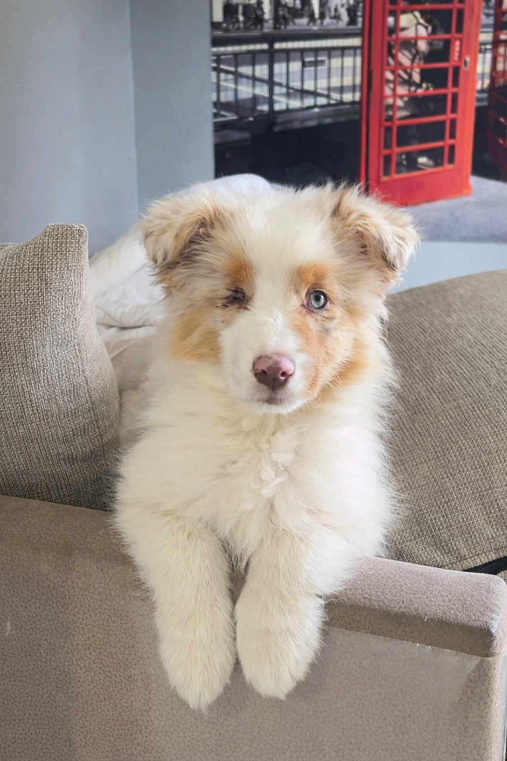 Vaïla participe au concours pour gagner de l'argent avec cette photo : puppy, dog, fluffy, couch, indoor, pet, cute, animal, relaxed, furry, white, brown, nose, ears, fur, one_eye_closed, armrest, domestic, companion, adorable