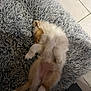 Vaïla a rejoint le concours — aidez-le/la à gagner de superbes lots ! dog, fluffy, lying_down, belly_up, gray_rug, indoor, tile_floor, pet, relaxed, cozy, fur, playful, animal, cute, home, resting, paw, tail, soft, sleeping