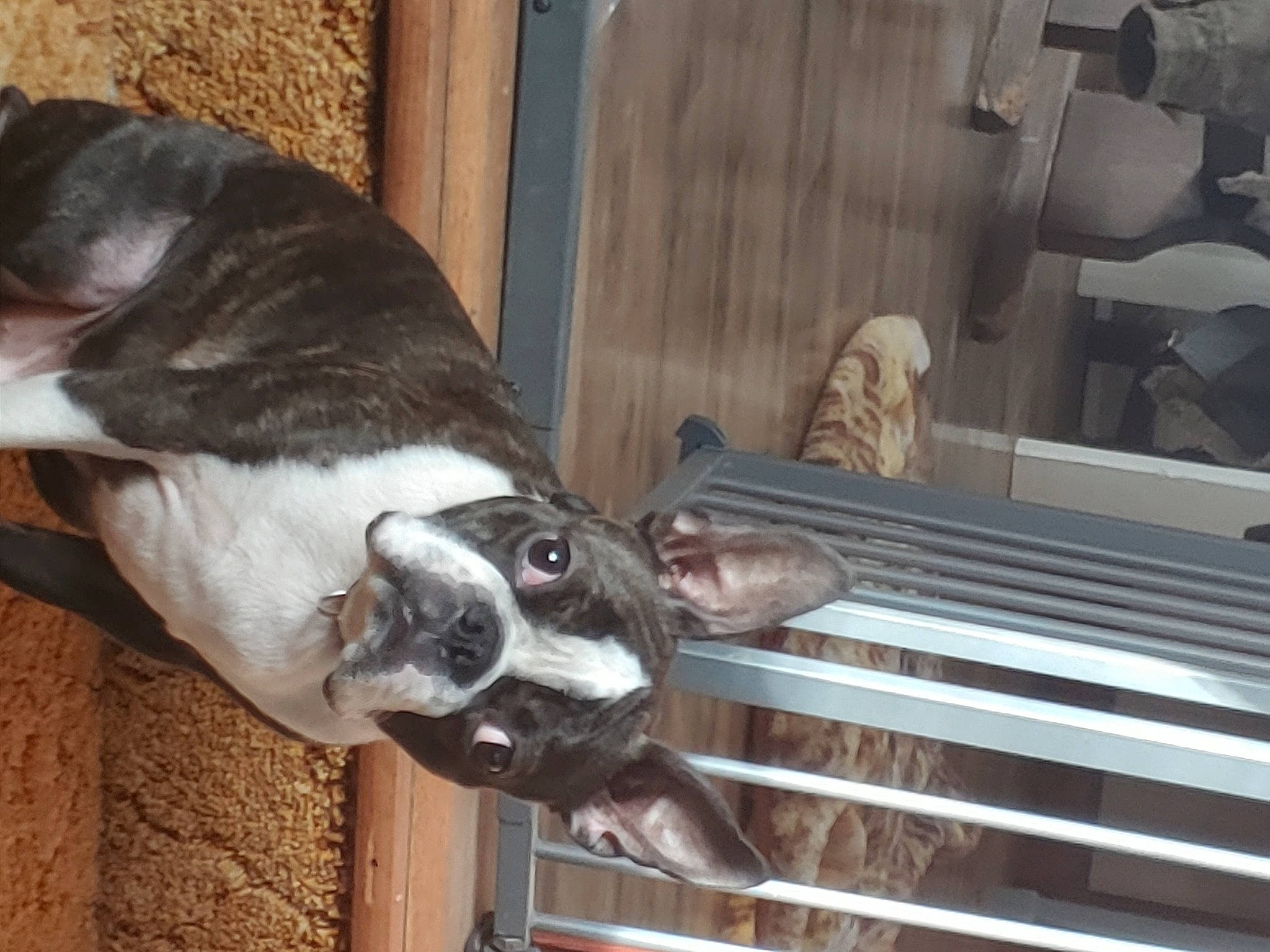 Jake is registered to the contest to win money with this photo: canidae, carnivore, collar, comfort, companion_dog, dog, dog_breed, fawn, fur, hardwood, liver, non_sporting_group, pet_supply, snout, sporting_group, tail, whiskers, windshield, wood, working_animal