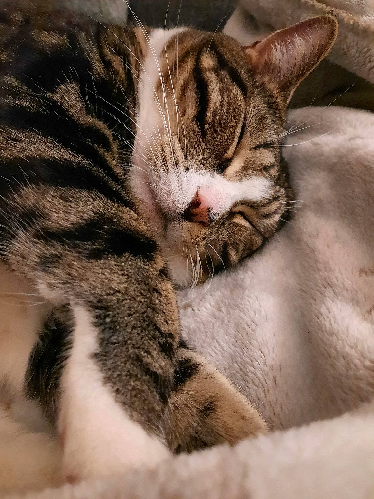 Autumn joined the competition — help win amazing prizes! carnivore, cat, claw, comfort, domestic_short_haired_cat, eye, felidae, fur, nap, paw, sleep, small_to_medium_sized_cats, snout, tail, terrestrial_animal, tree, whiskers, wildlife, wood