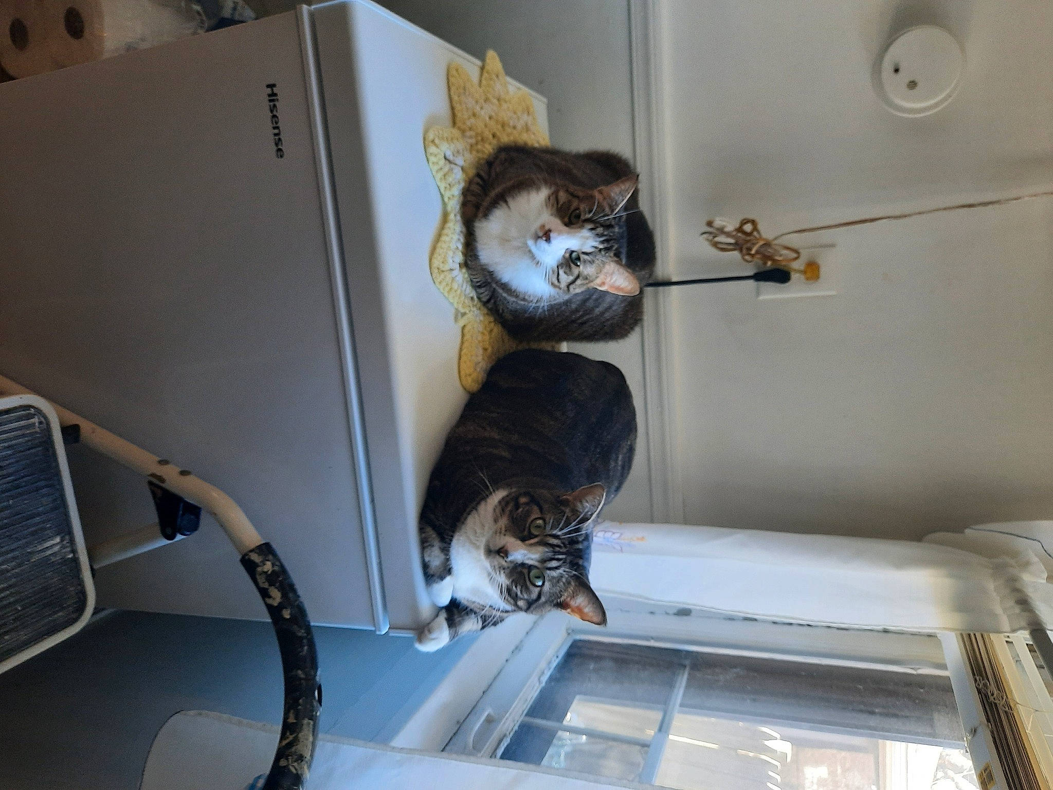 Autumn joined the competition — help win amazing prizes! audio_equipment, cat, ceiling, computer, computer_component, computer_desk, computer_hardware, desk, desktop_computer, electrical_wiring, felidae, mechanical_fan, output_device, peripheral, personal_computer, room, shelf, small_to_medium_sized_cats, tail, wood