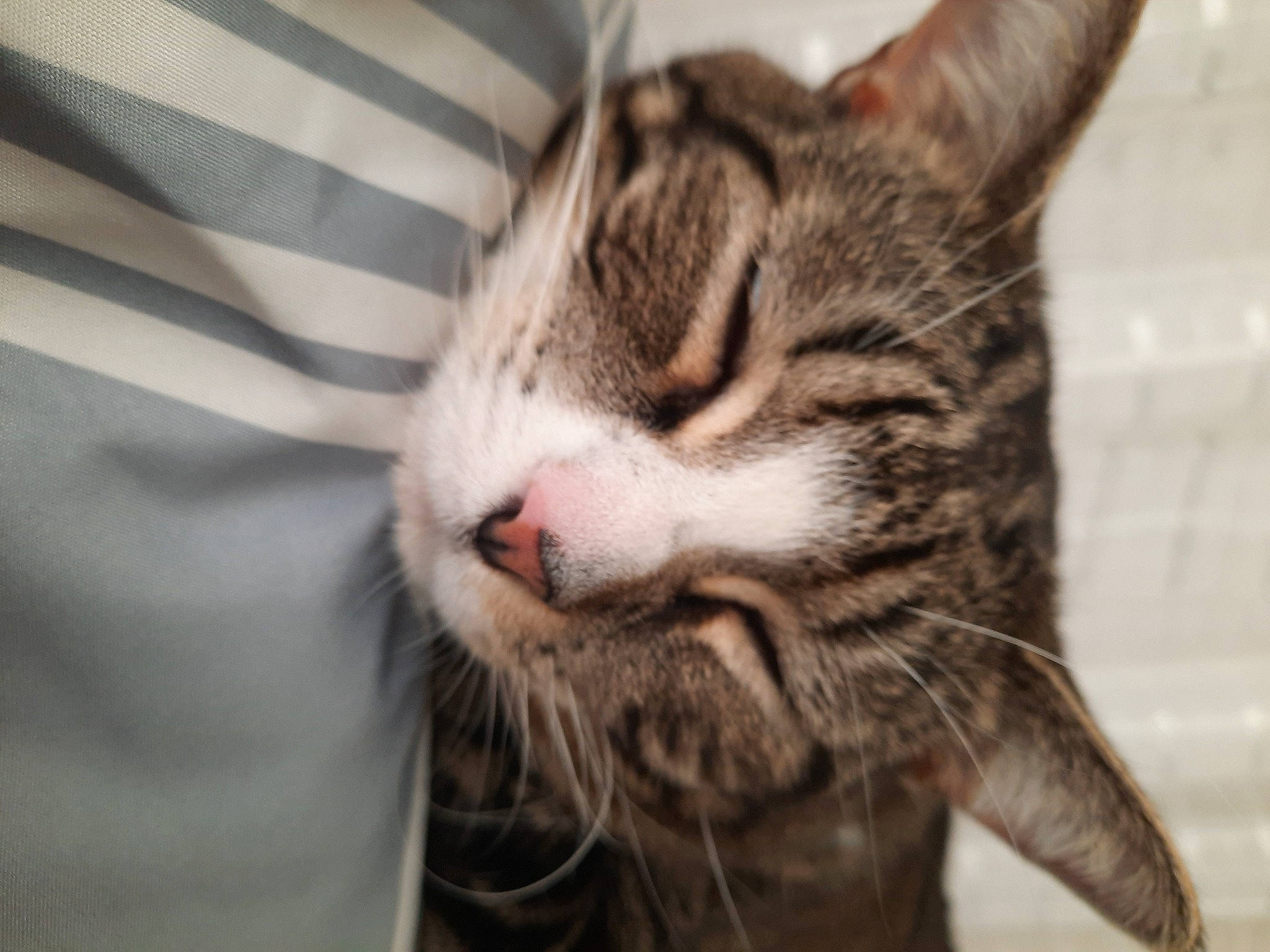 Autumn joined the competition — help win amazing prizes! carnivore, cat, claw, comfort, domestic_short_haired_cat, felidae, fur, paw, small_to_medium_sized_cats, snout, tail, terrestrial_animal, whiskers, wildlife