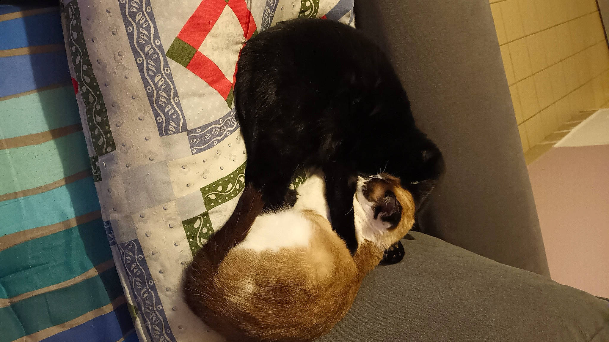 Bibi a rejoint le concours — aidez-le/la à gagner de superbes lots ! canidae, carnivore, cat, cat_supply, comfort, companion_dog, dog_breed, domestic_short_haired_cat, fawn, felidae, fur, linens, nap, pattern, pet_supply, small_to_medium_sized_cats, snout, tail, toy, whiskers