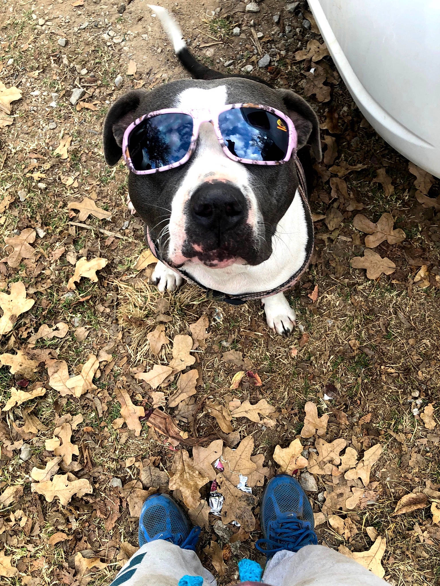 China joined the competition — help win amazing prizes! blue, carnivore, companion_dog, dog, dog_breed, dog_supply, eyewear, fawn, grass, green, light, mammal, plant, shoe, snout, soil, sporting_group, whiskers, white, working_animal